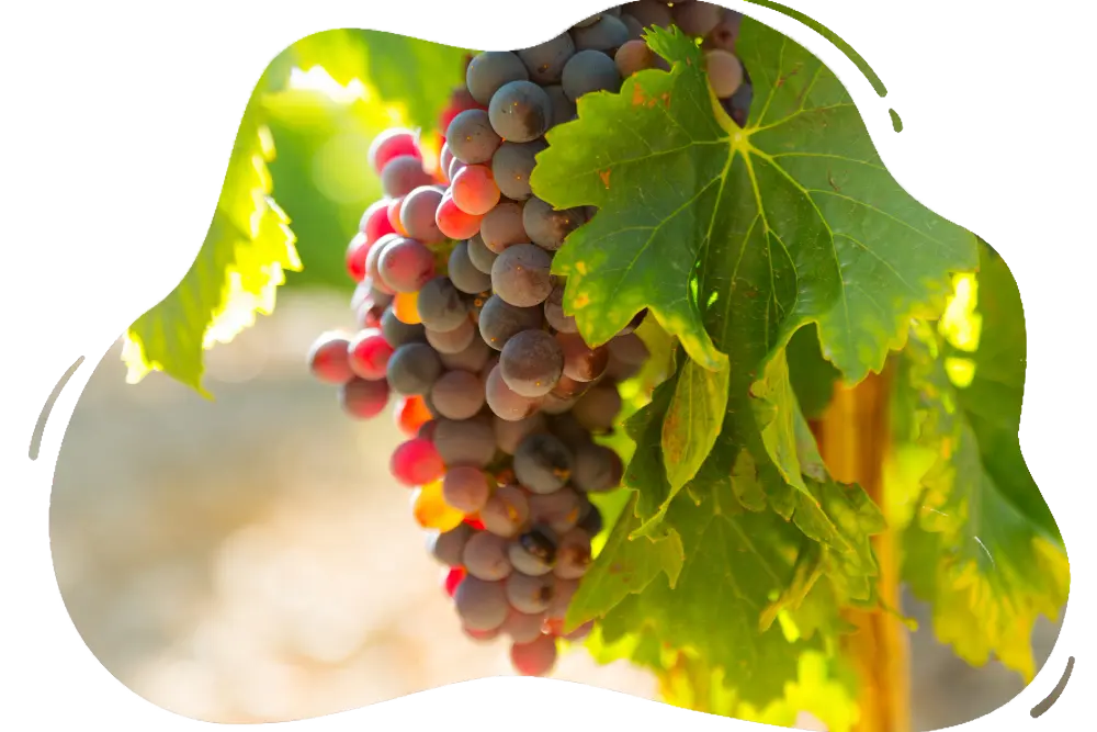 grapes-vineyards-plant-sunny-day