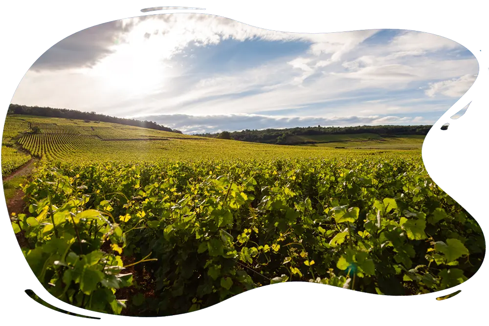 vineyard-scenic-landscape